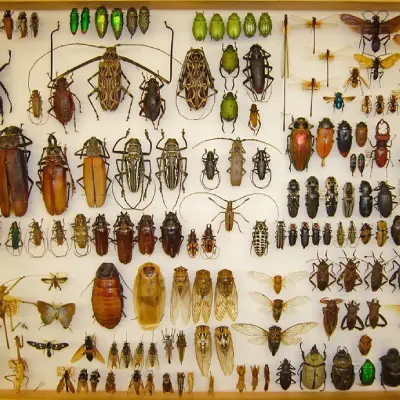 Caja de colección entomológica