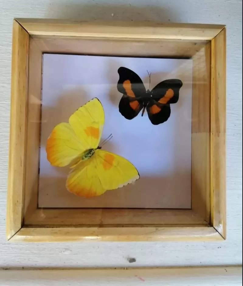 Mariposas Amazónicas