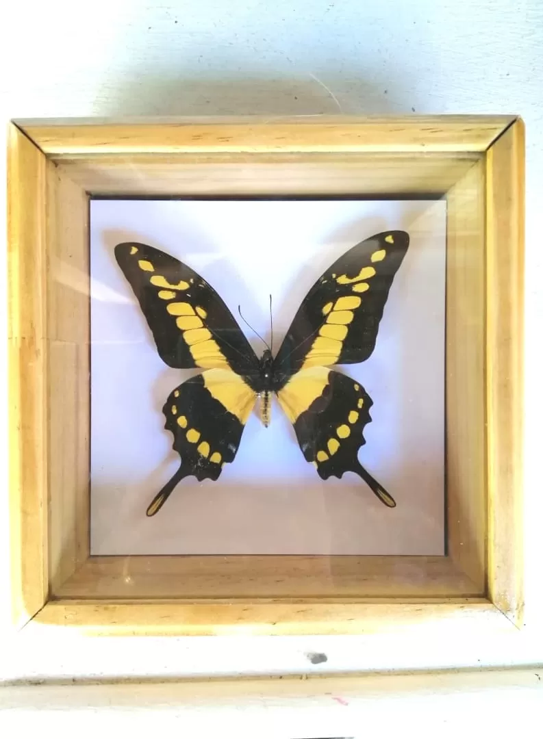 Papilio thoas