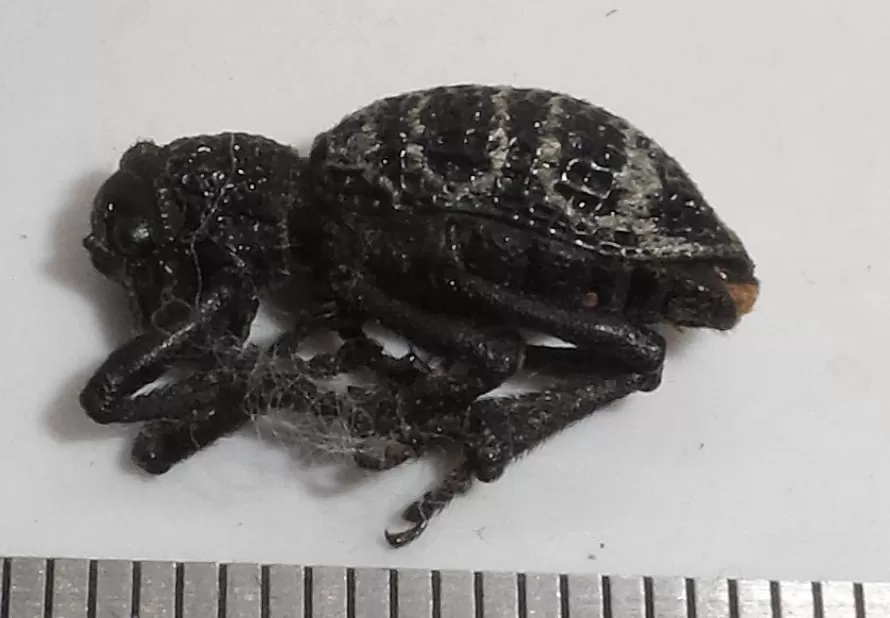 Plaga, Aegorhinus superciliosus, Caballito de la frambuesa