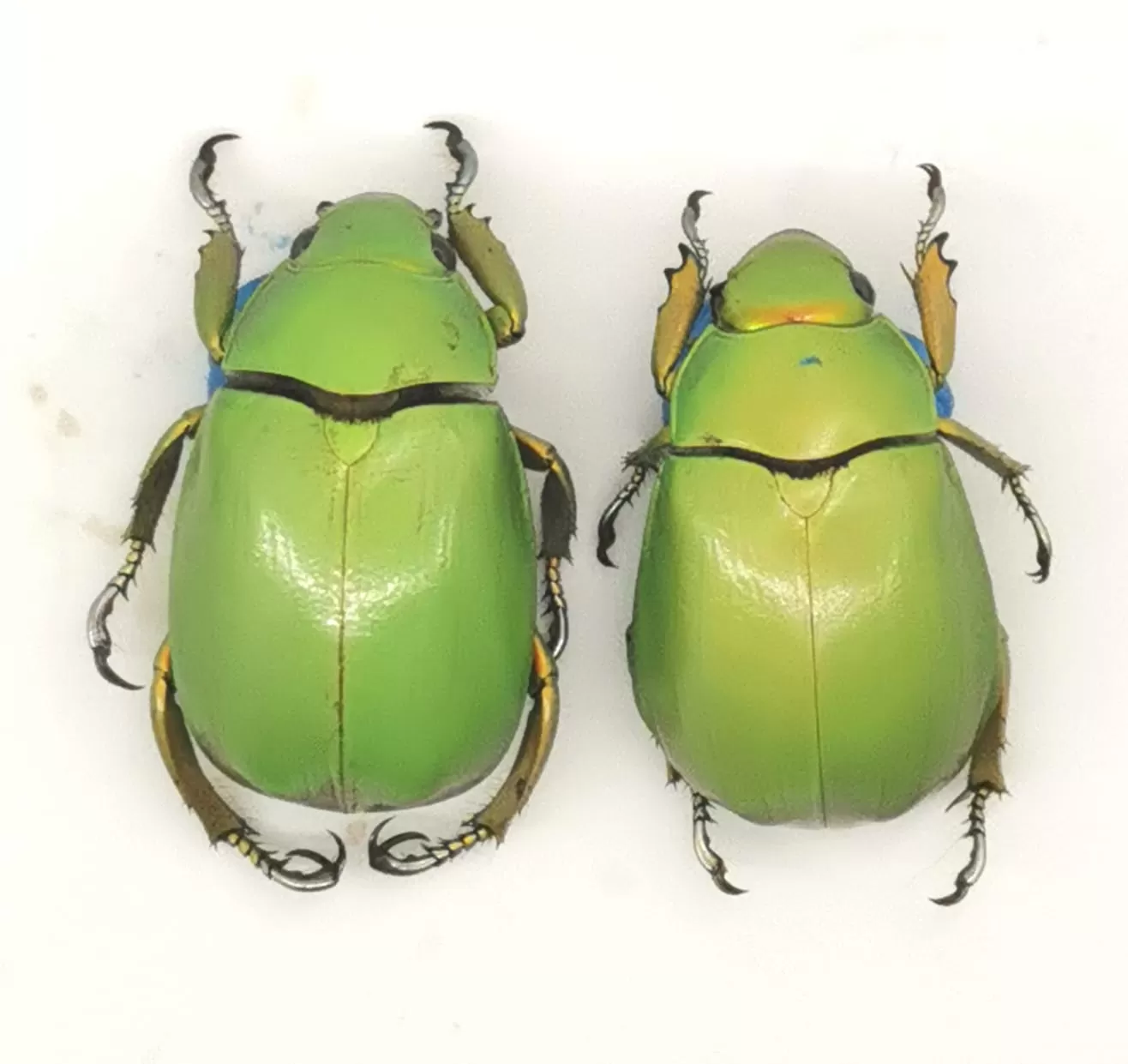 Chrysina karshi
