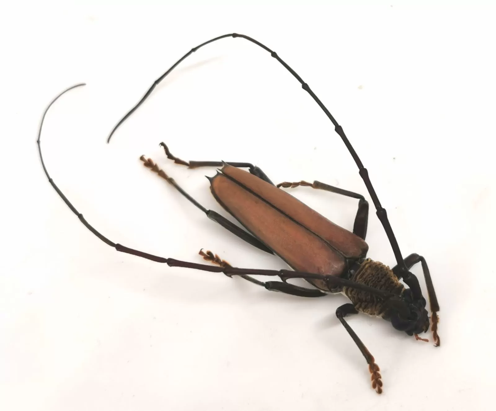 Juiaparus mexicanus (Guatemala)