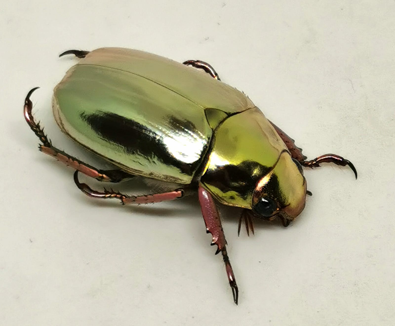 Chrysina strasseni  (Coleoptera, Rutelinae) A-