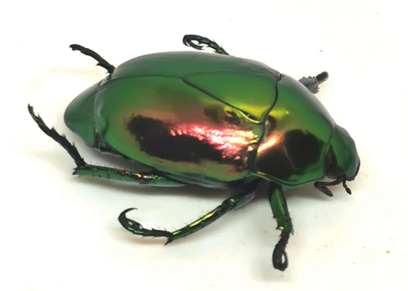 Macraspis chrysis (Coleoptera, Rutelinae)