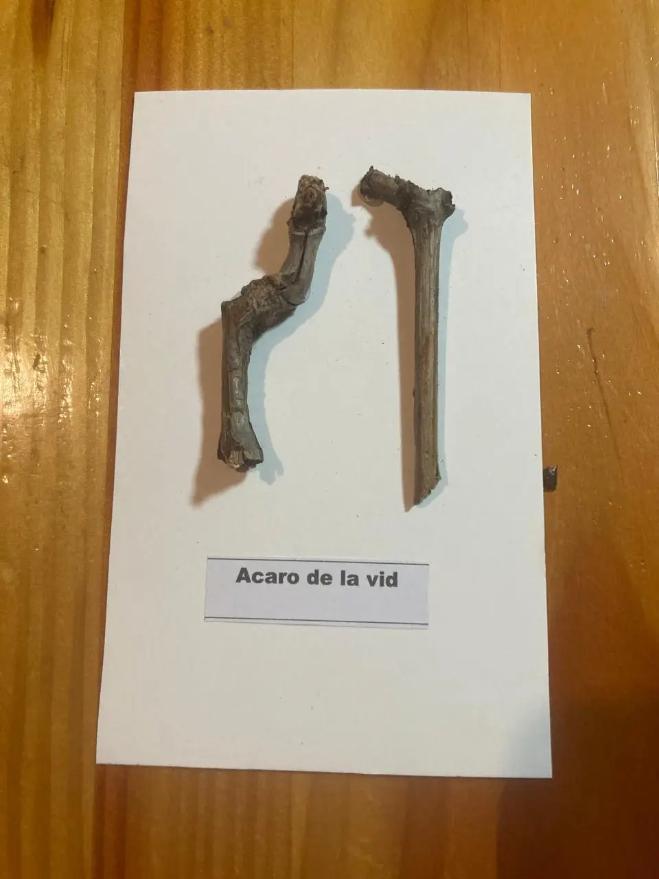 Daño Ácaro de la Vid