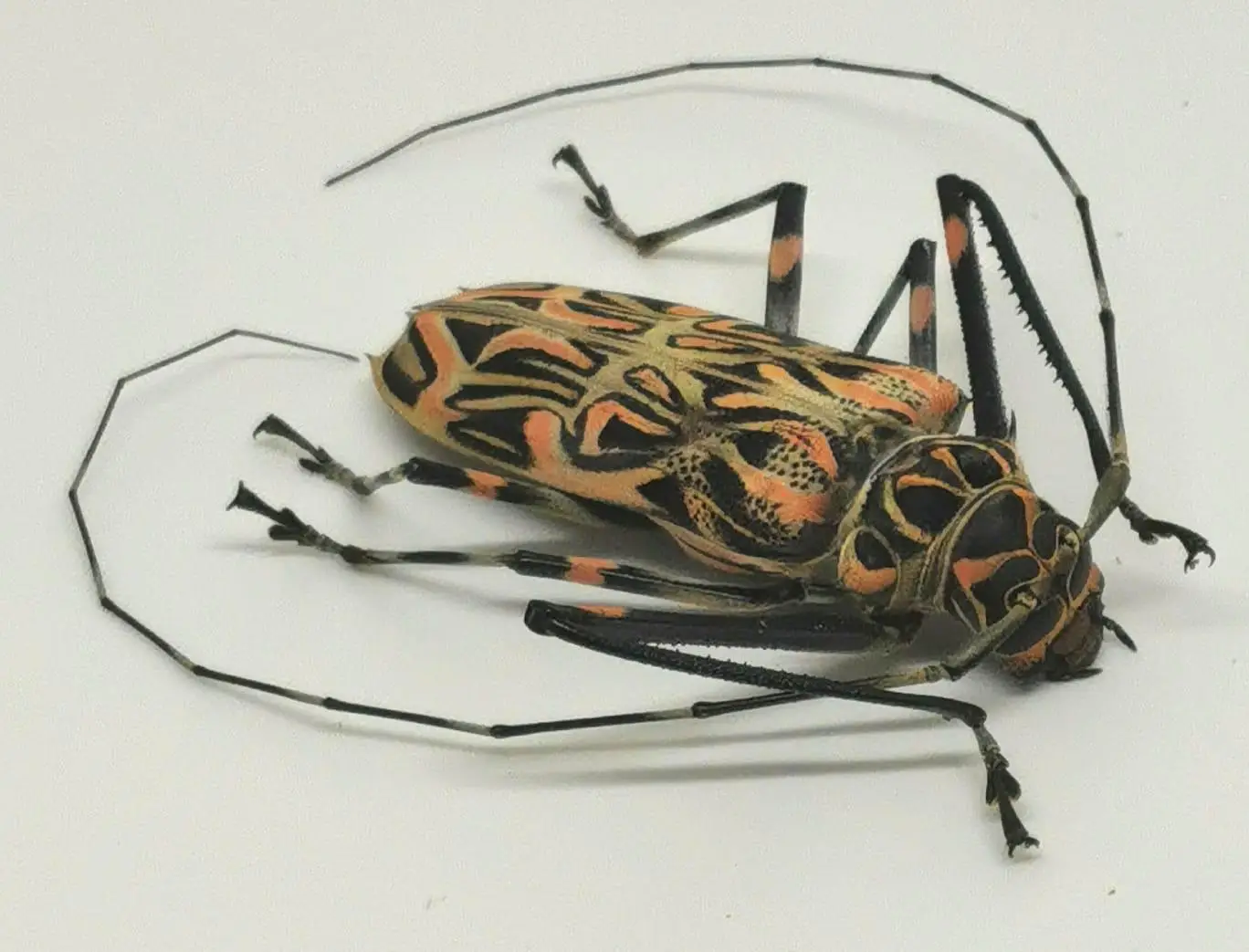 Acrocinus longimanus Hembra