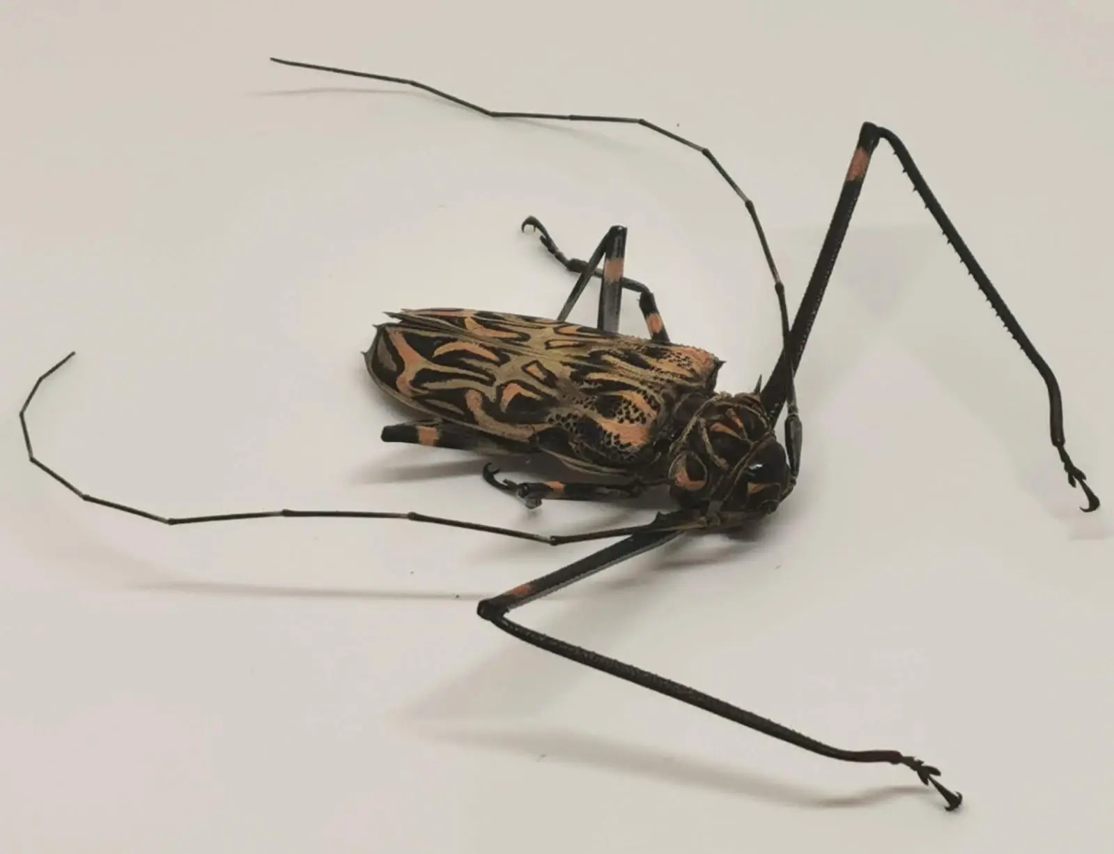 Acrocinus longimanus M (grande) Var centroamericana