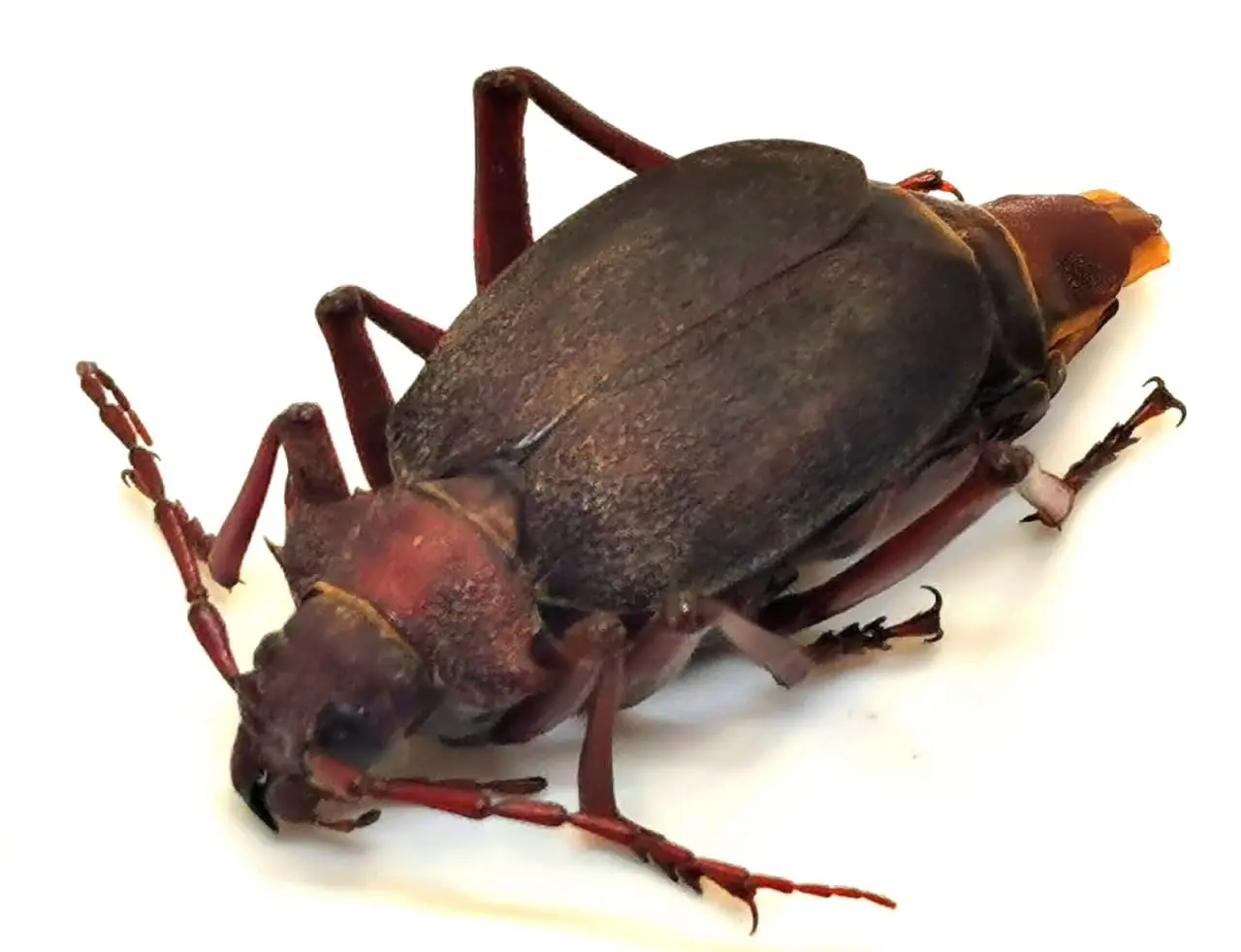 Apterocaulus germaini germaini Hembra