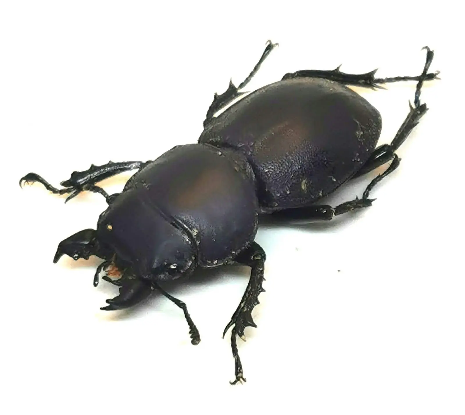 Apterodorcus bacchus