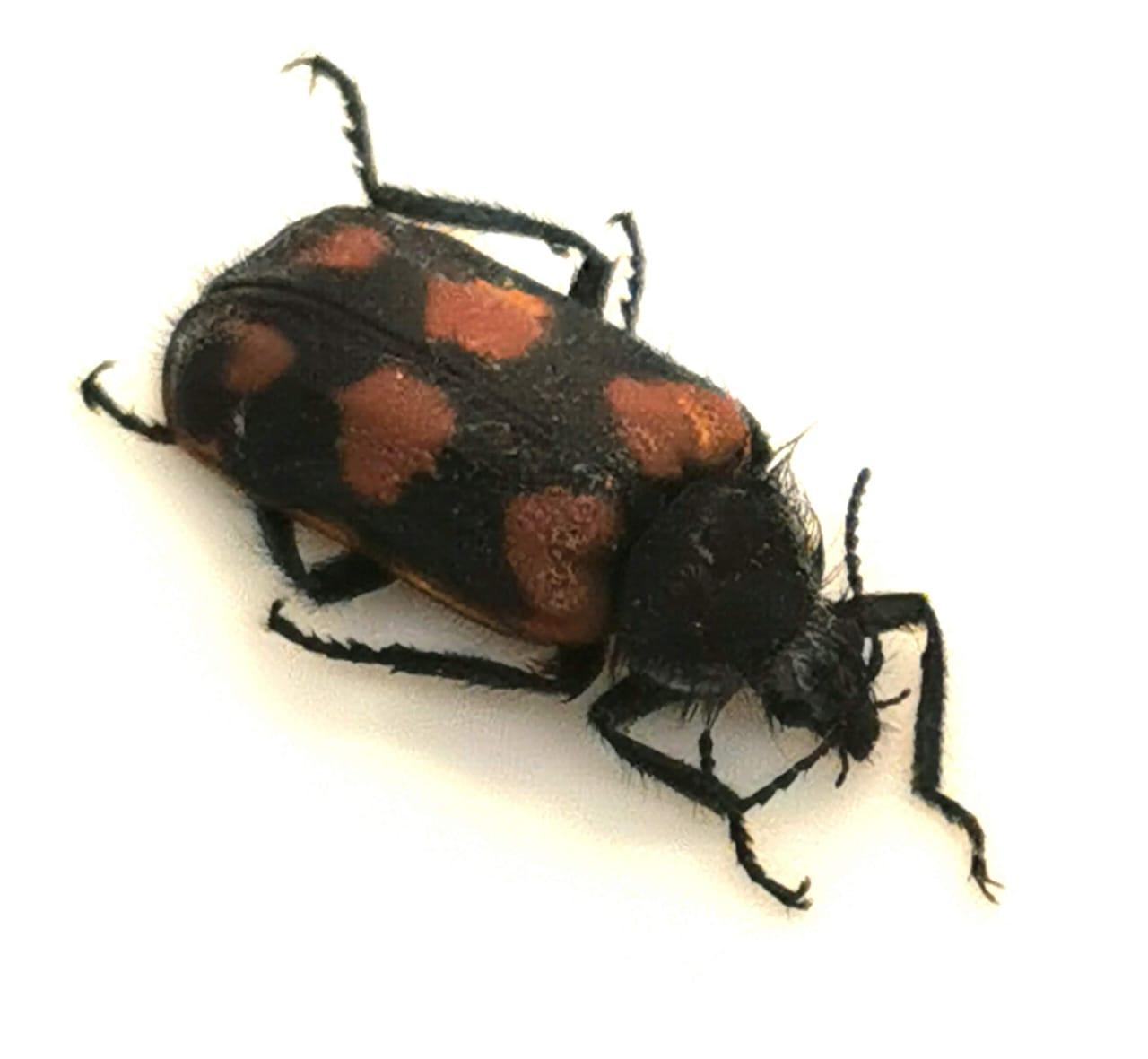 Asthylus trifasciatus (polinizador)