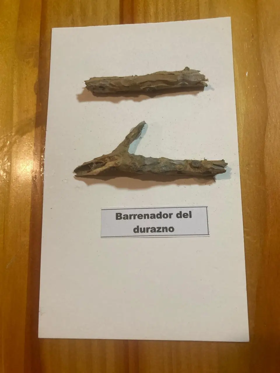 Daño Barrenador del Durazno