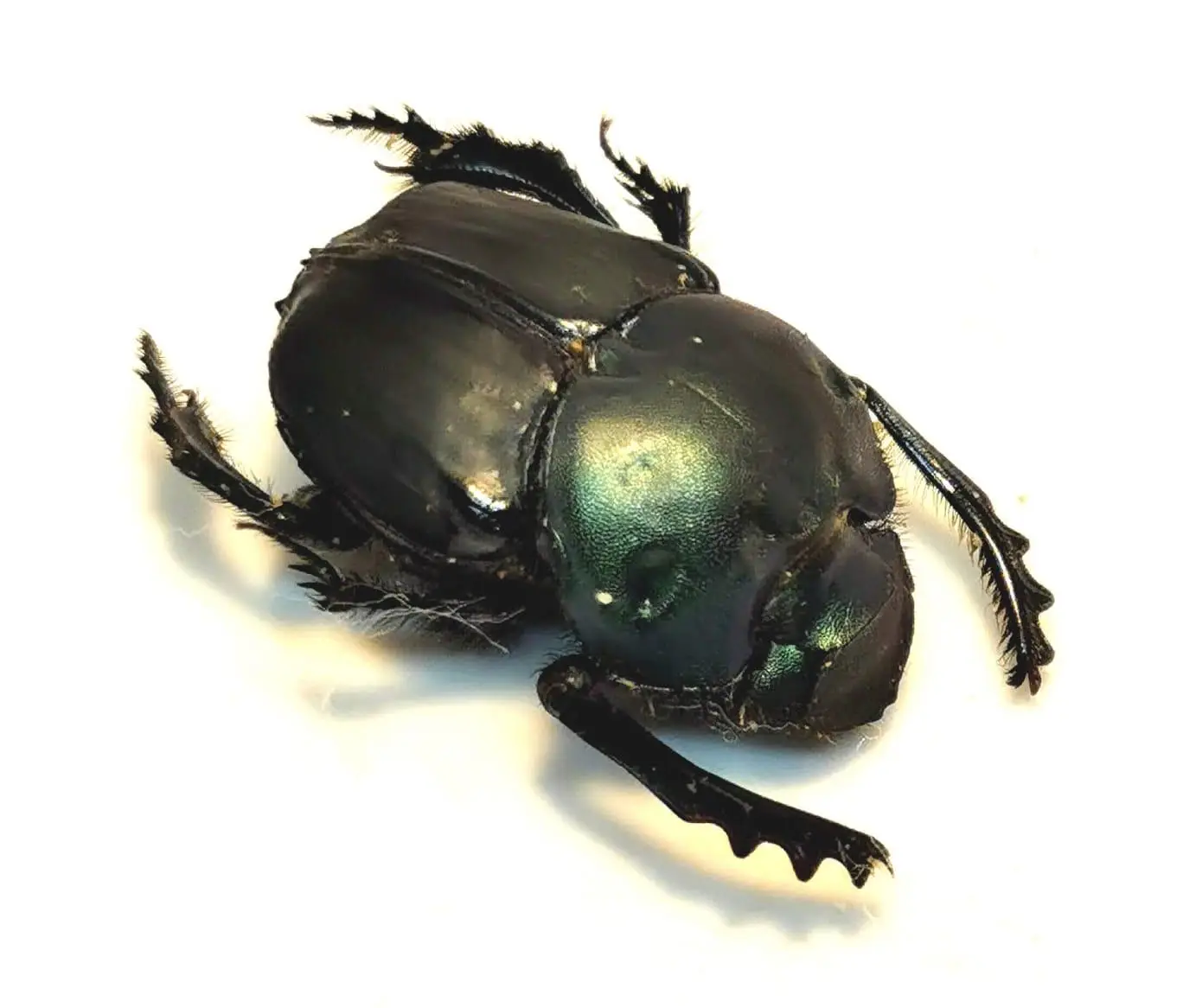 Bolbites onitoides