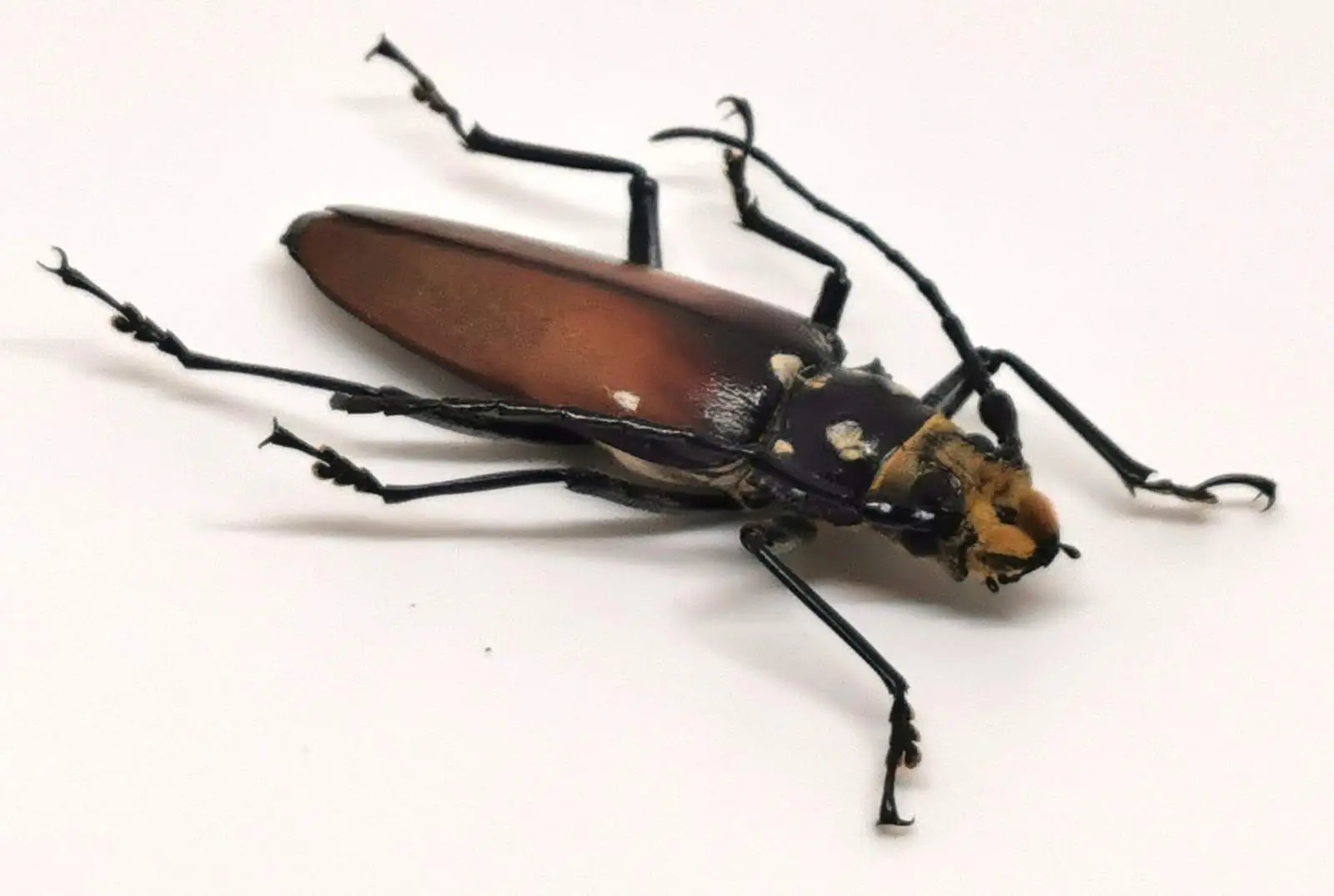 Callipogon barbatus Hembra