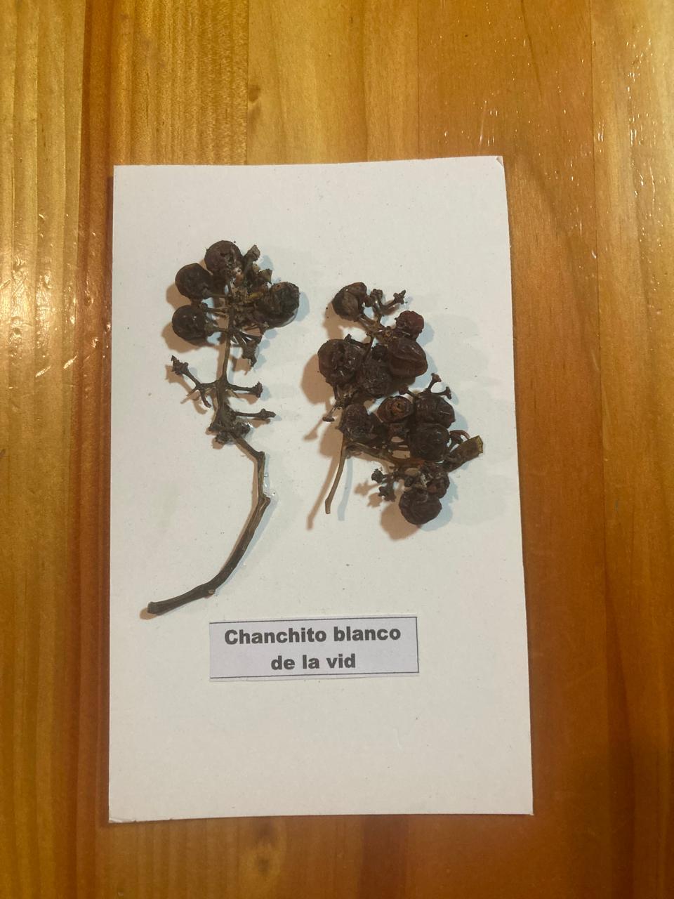 Daño : Chanchito Blanco de la Vid