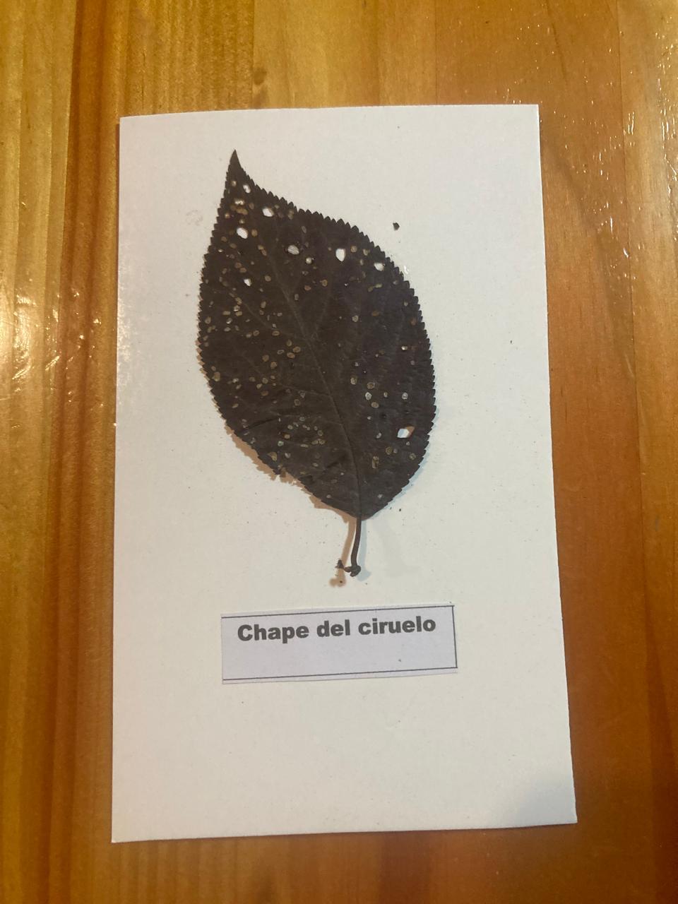 Daño Chape del Ciruelo