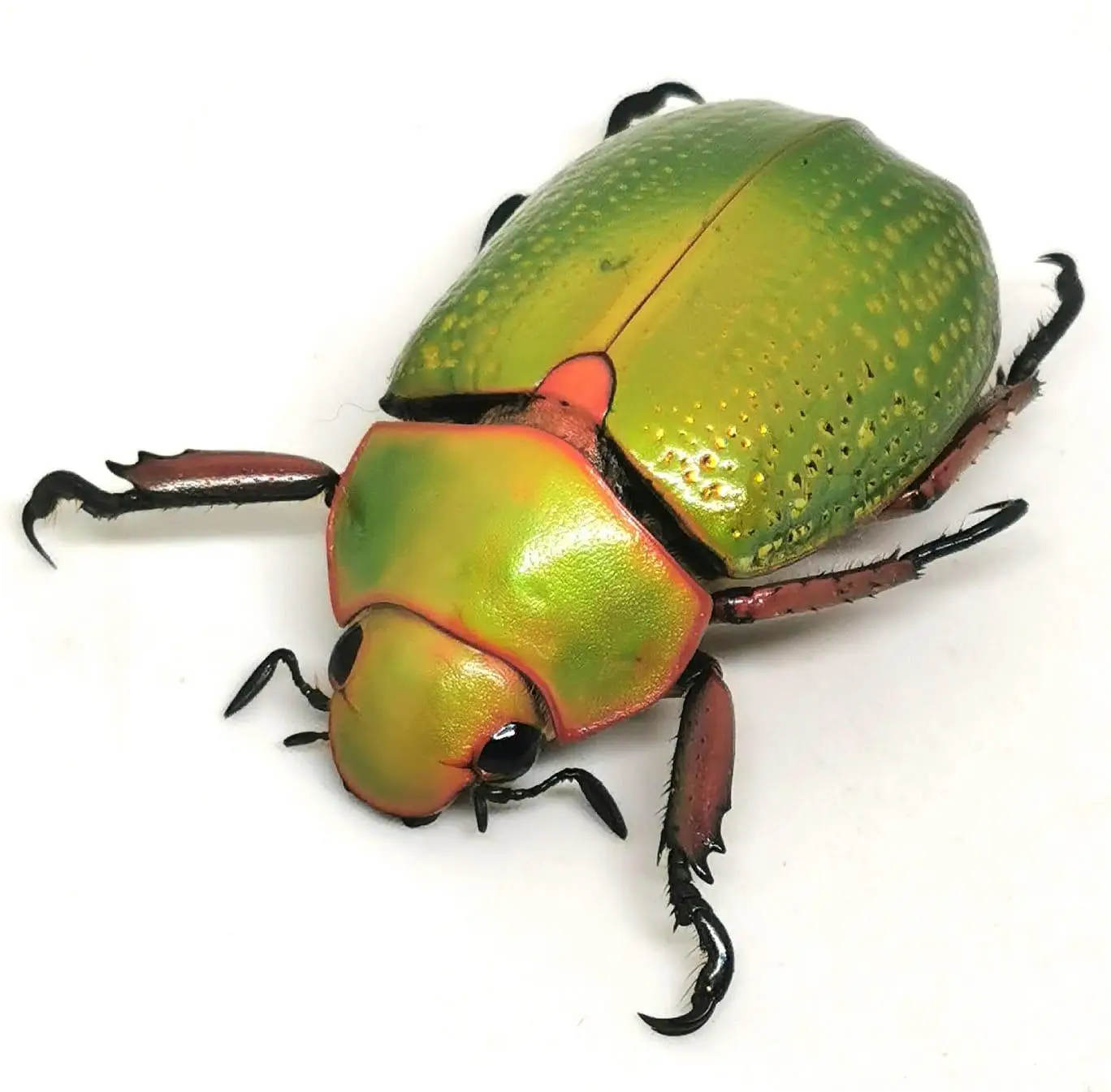 Chrysina spectabilis M (para reparar un tarso)