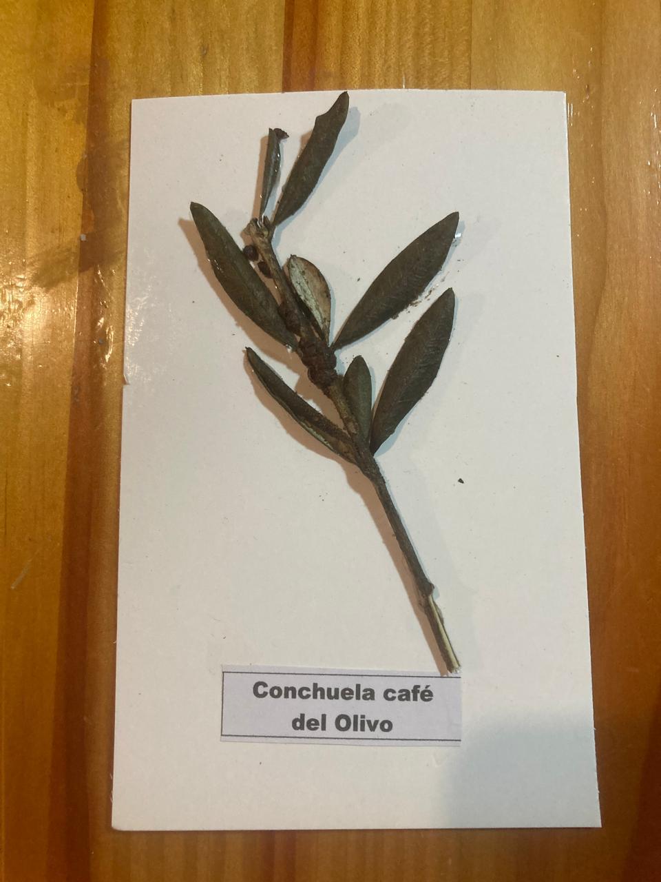 Daño Conchuela Café del Olivo