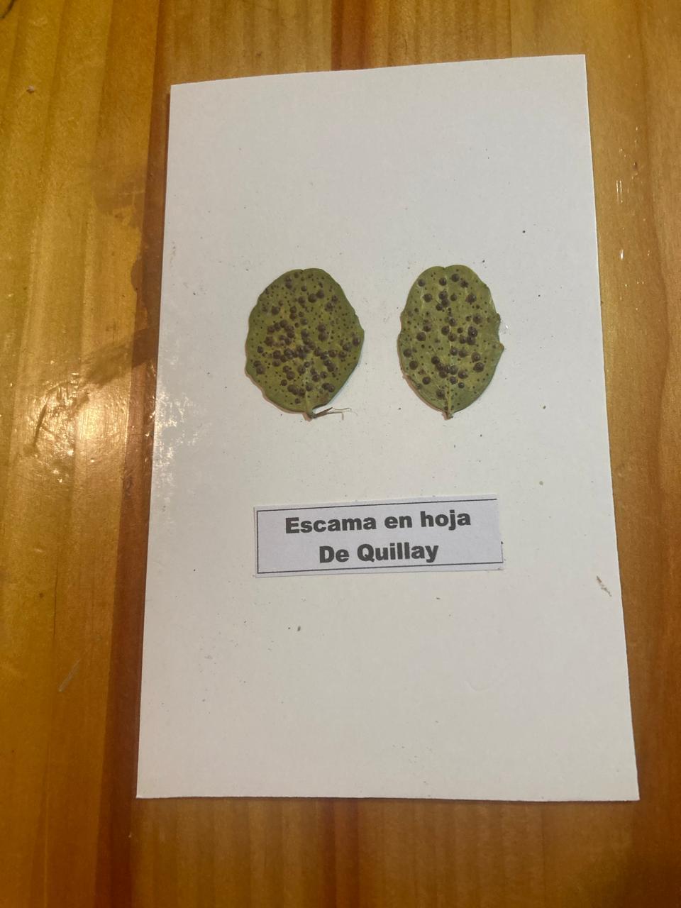 Daño escamas en hoja de quillay