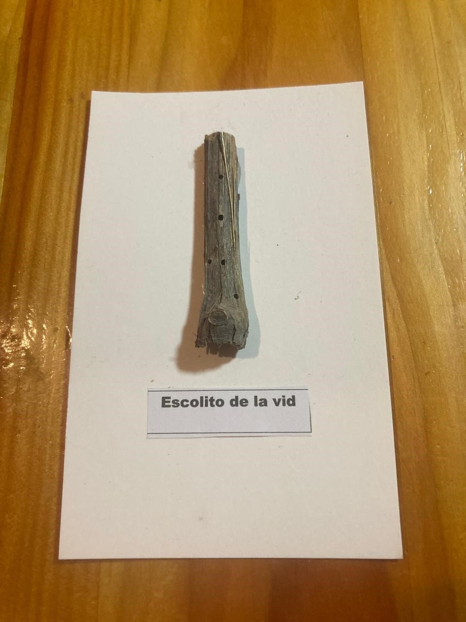 Escolito de la Vid