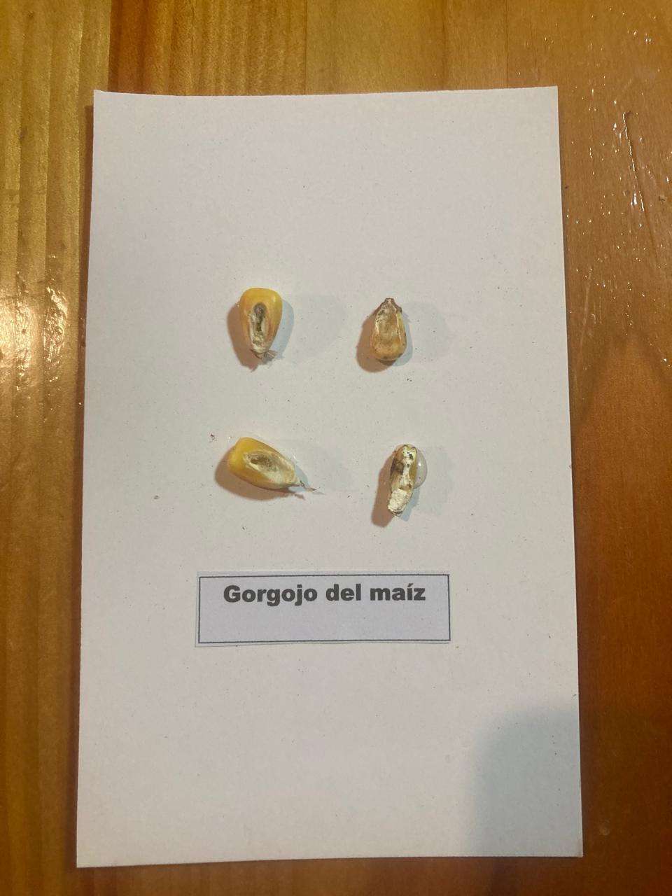 Daño Gorgojo del Maíz