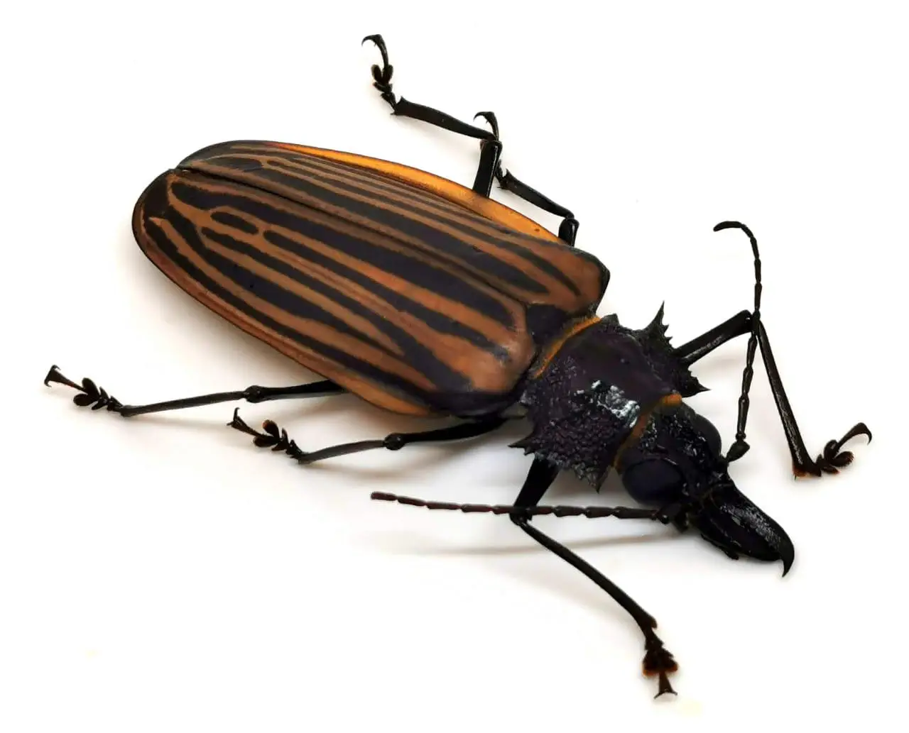 Macrodontia castroi Hembra +75 mm