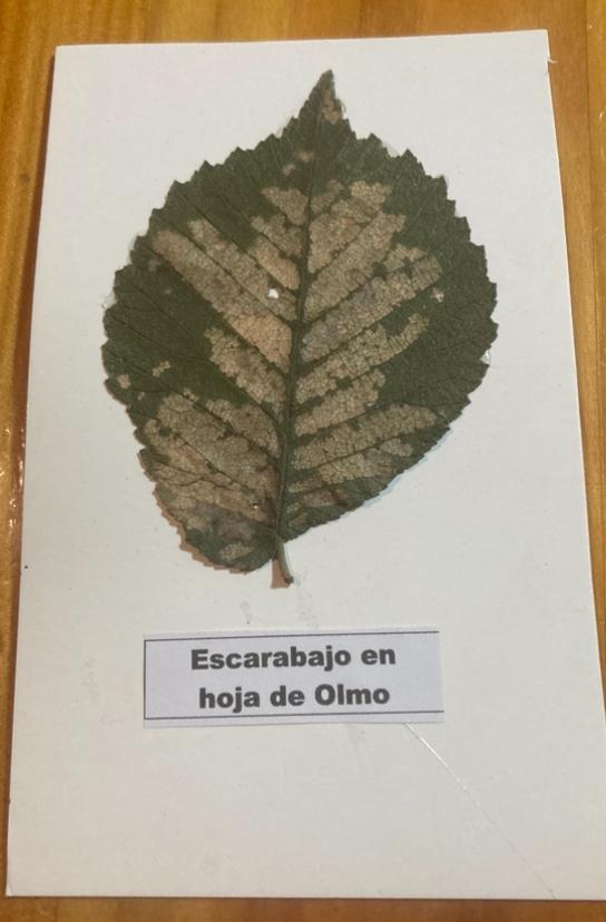 Daño : Minador en hoja de Olmo