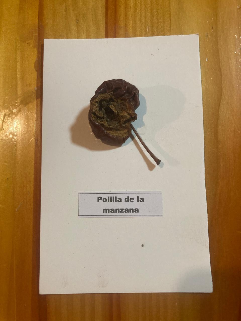 Daño Polilla de la manzana