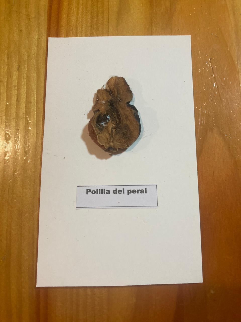 Daño Polilla del Peral