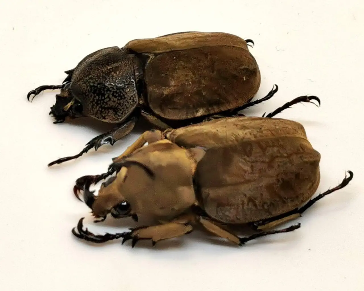 Spodistes mniszechi Pareja