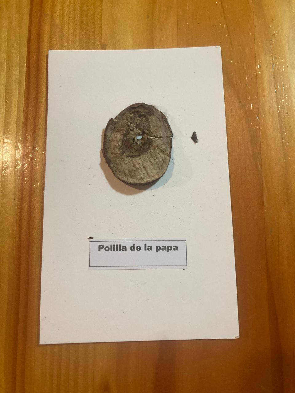 Daño Polilla de la papa