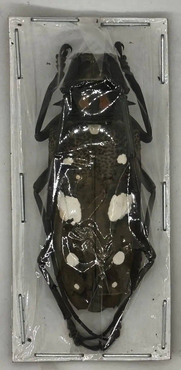 Cerambycidae, Batocera celebiana Hembra (XL) 49 mm