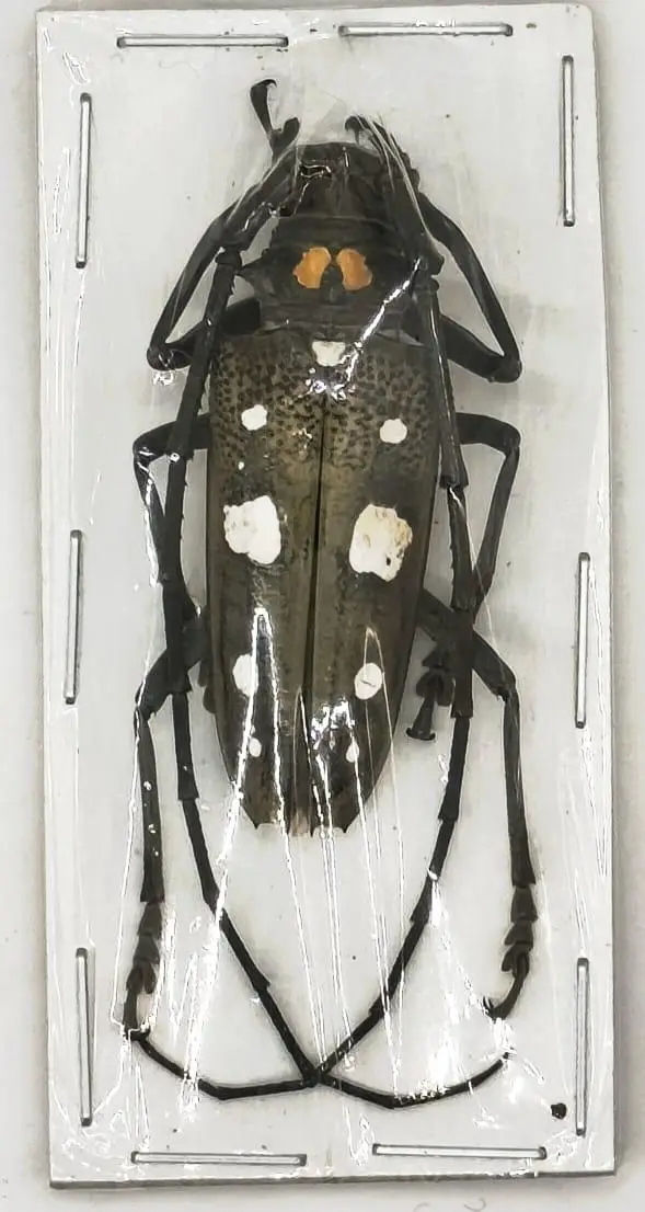 Cerambycidae, Batocera celebiana Macho Grande