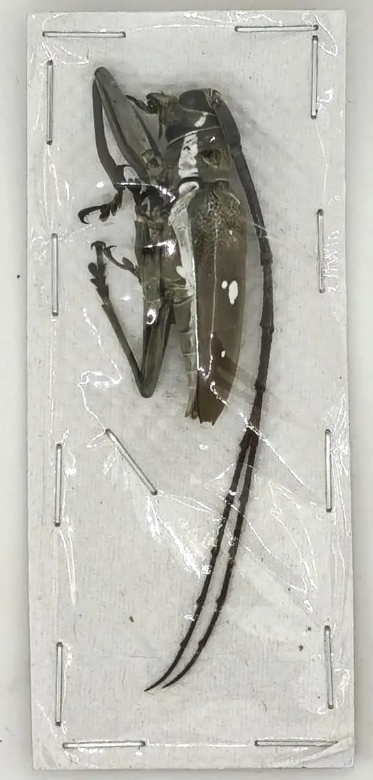 Batocera rubus inmaculicollis Grande