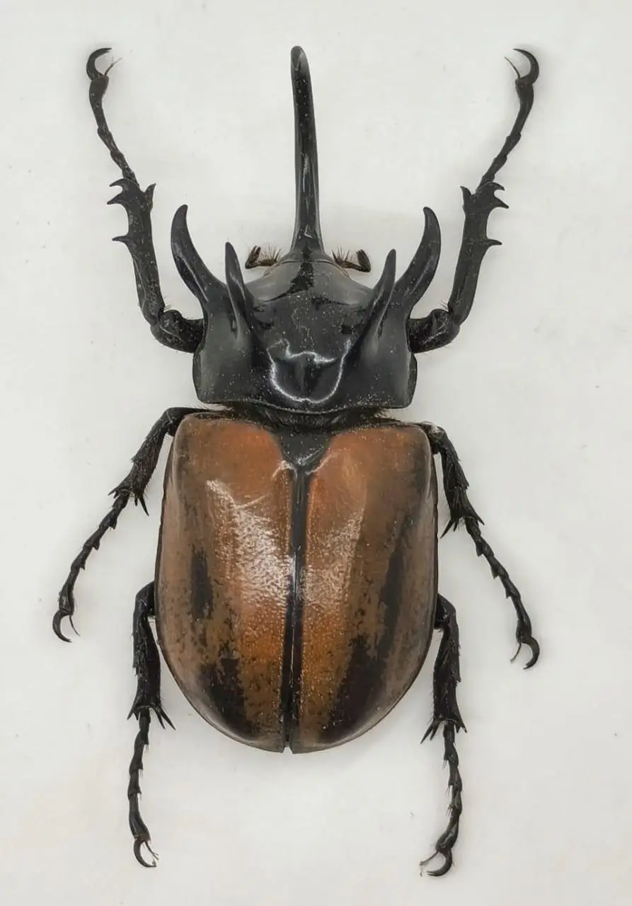 Eupatorus gracillicornis (XL) Escarabajo Gigante Thailandia