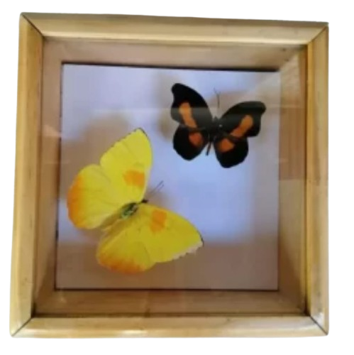 Cuadro decorativo con dos mariposas 15×15 cm