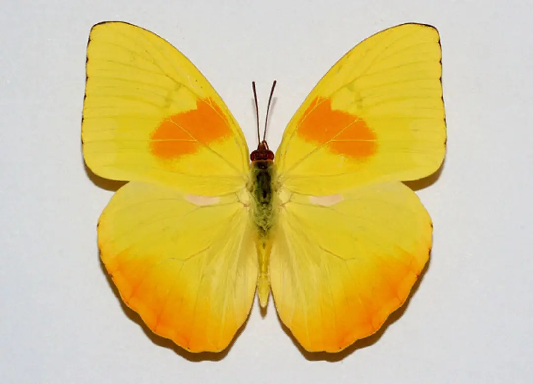 Mariposas, Phoebis philea (cerrada)