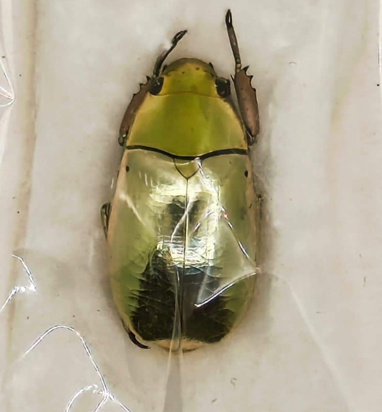 Rutelidae, Chrysina strasseni A- (textura) Escarabajo de Plata