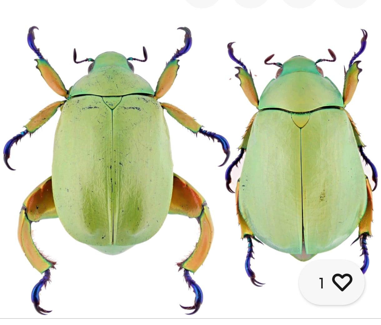 Chrysina triumphalis Pareja