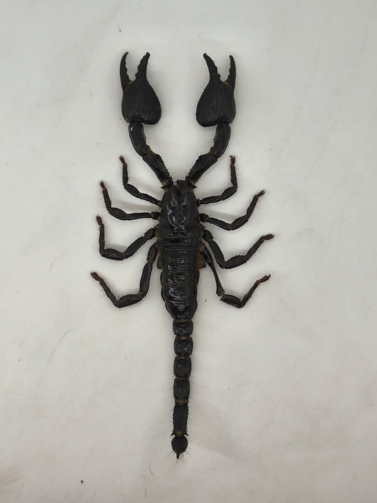 Escorpión gigante de Thailandia (Heterometrus)