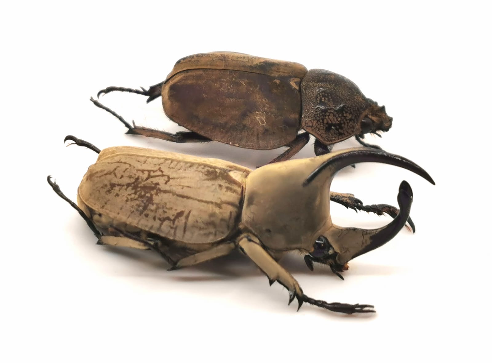 Spodistes mniszechi Pair (Medium)