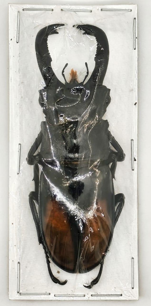 Ciervo Volante (Hexarthrius) 75/79mm (grandes)