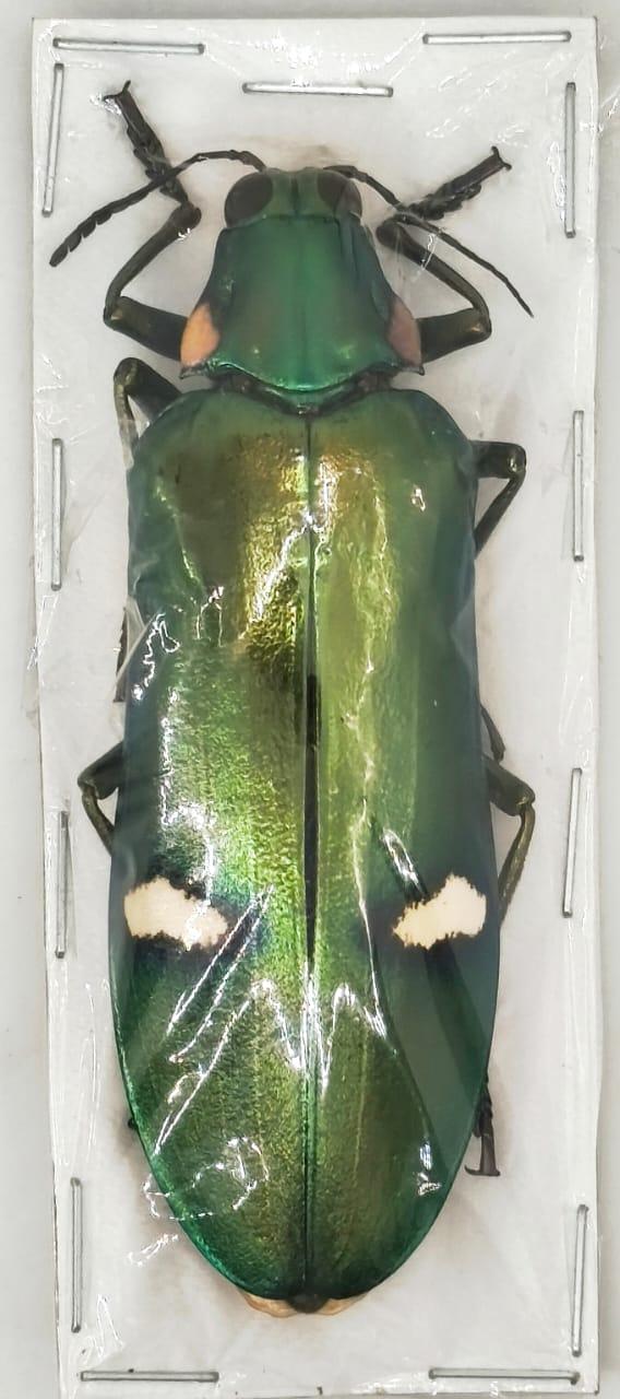 Megaloxantha sp. (Escarabajo Joya Gigante) 70 mm!!