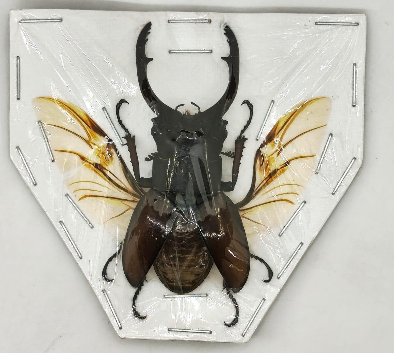 Ciervo Volante (Odontolabis sp.) 60 mm , Abierto para decoración