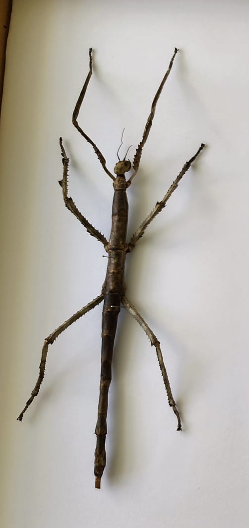Phasmatodea sp. Vietnam (Gigante, Cuerpo 24 cm!!)