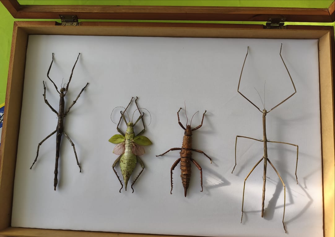 Phasmatodea sp. Vietnam (Gigante, Cuerpo 24 cm!!)