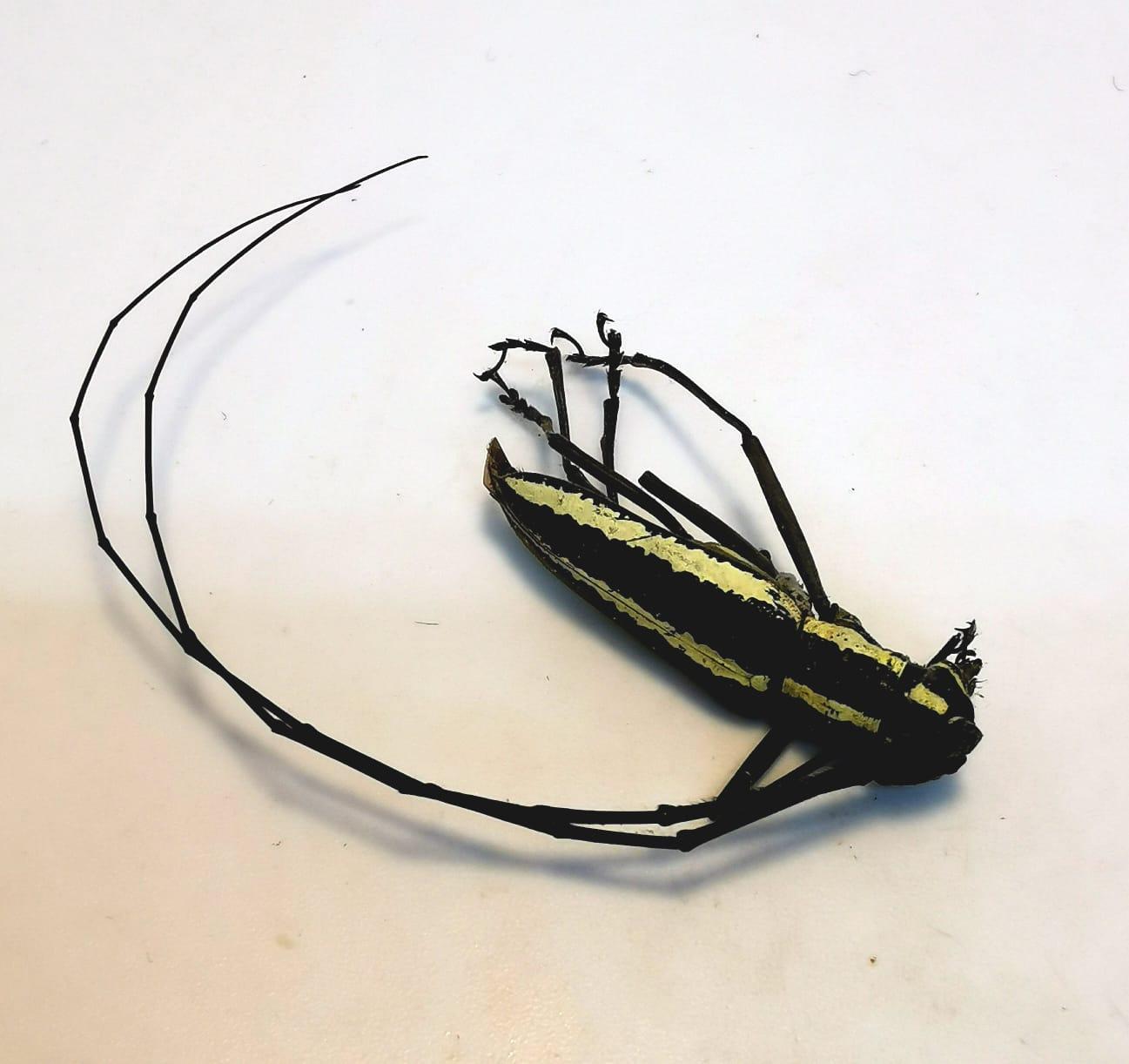 Taeniotes scalaris Macho (40 mm)