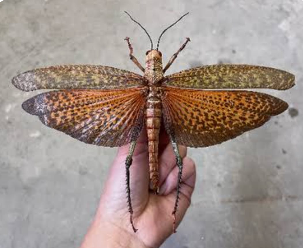 Tropidacris sp. (Langosta gigante amazónica) A1/A-