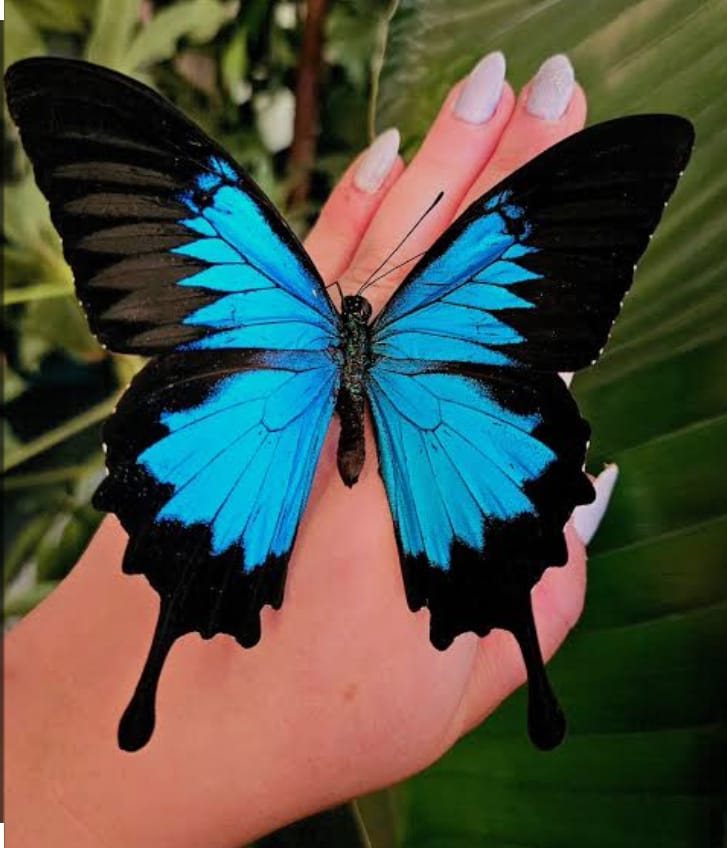 Mariposas, Papilio ulysses