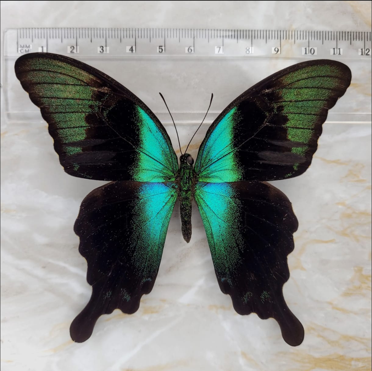 Mariposas, Papilio peranthus