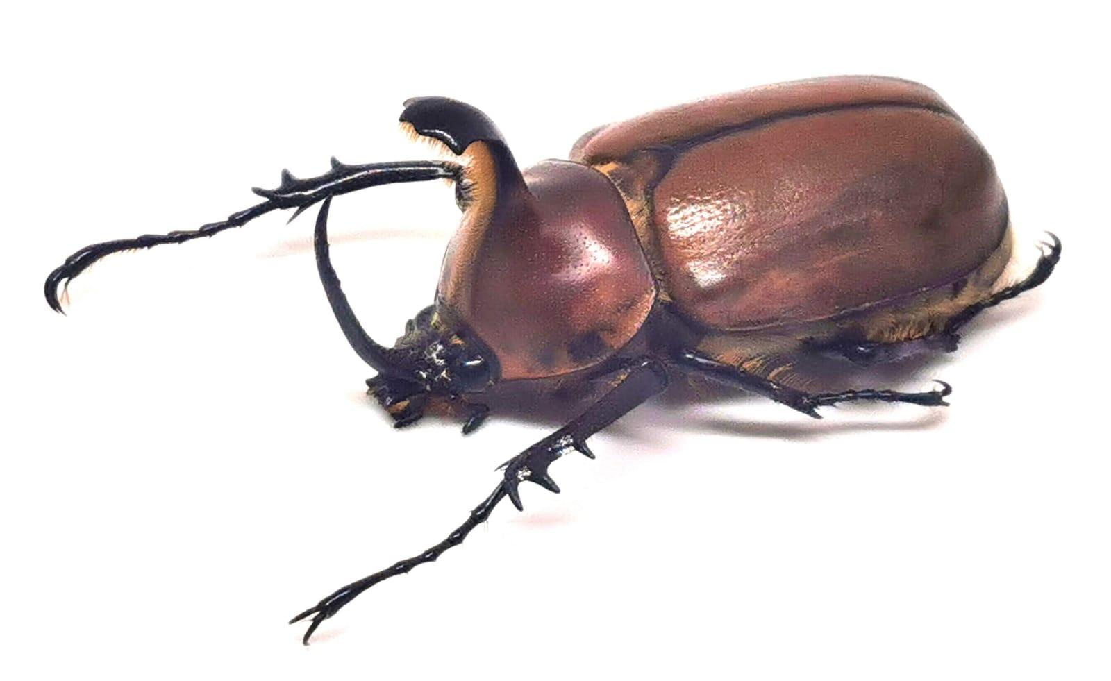 Golofa pizarro sallaei, Macho Grande